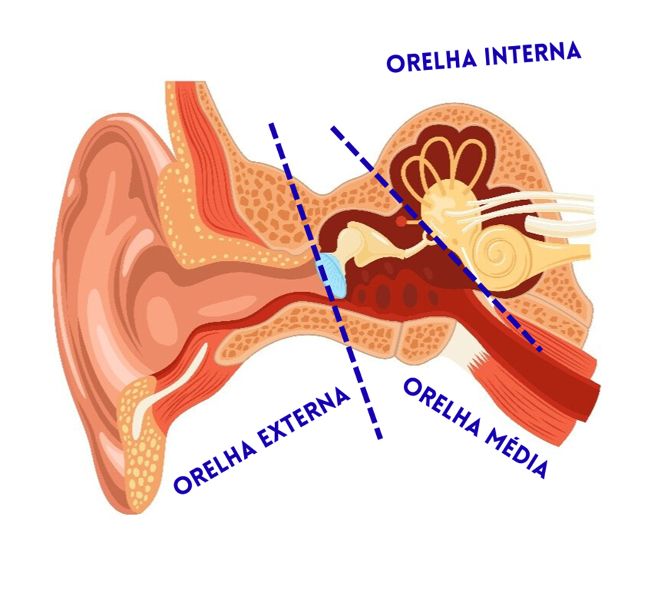Desenho esquemático de uma orelha mostrando seus diversos compartimentos: orelha externa, orelha média e orelha interna
