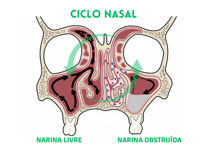 Desenho esquemático que representa o ciclo nasal, com a narina direita mais livre e a esquerda mais obstruída